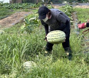 熟成しきっていて、中身も詰まっているので重たいです💦